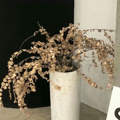 兽设故事创作思路兽圈社群